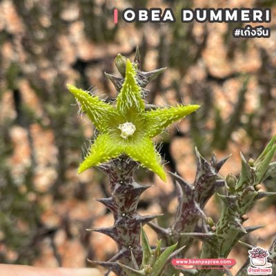 พร้อมส่ง โปรโมชั่น เก๋งจีน Obea Dummeri แคคตัส เพชร cactus&amp;succulent ส่งทั่วประเทศ พรรณ ไม้ น้ำ พรรณ ไม้ ทุก ชนิด พรรณ ไม้ น้ำ สวยงาม พรรณ ไม้ มงคล