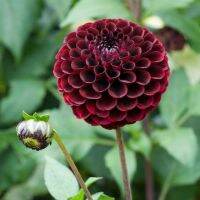 1 หัว /ชุุด เหง้า ต้นรักเร่ Dahlia Bulb สายพันธุ์ Auroras Kiss สีดำ หัวรักเร่ ดอกไม้ ดอกรักเร่ รักแรกพบ เฟิร์สเลิฟ ดอกไม้นำเข้า พร้อมให้ดอก