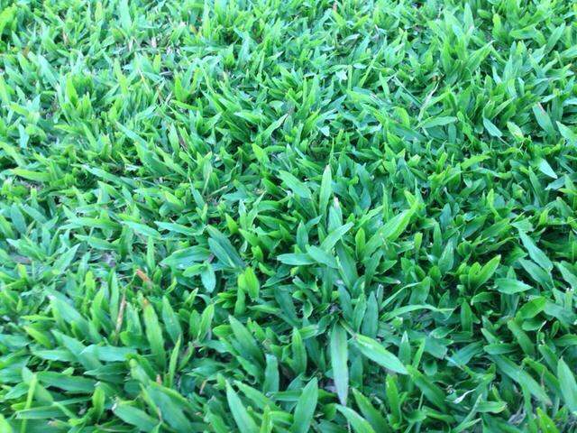 เมล็ดพันธ์ุหญ้าเบอร์มิวด้า-3-กรัม-หญ้าสนามกอล์ฟ-และ-หญ้าสวน-bermuda-grass-seed