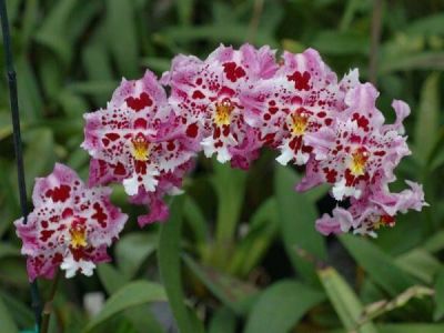 18 เมล็ดพันธุ์ เมล็ดกล้วยไม้ กล้วยไม้ โอดอนโทกลอสซัม (Odontoglossum Orchids) Orchid flower seeds อัตราการงอกสูง 70-80%