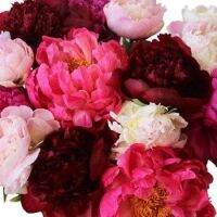 20 เมล็ด เมล็ดโบตั๋น ดอกโบตั๋น ดอกพีโอนี (Peony) คละสี ดอกไม้นี้​เป็นสัญลักษณ์ของความมั่งคั่งร่ำรวย ความซื่อสัตย์ อัตราเปอร์เซ็นต์การงอก 70-80%