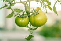 50 เมล็ดพันธุ์ มะเขือเทศ ผลสีเขียว Green Tomato Seeds มีคู่มือพร้อมปลูก อัตรางอก 80-85%