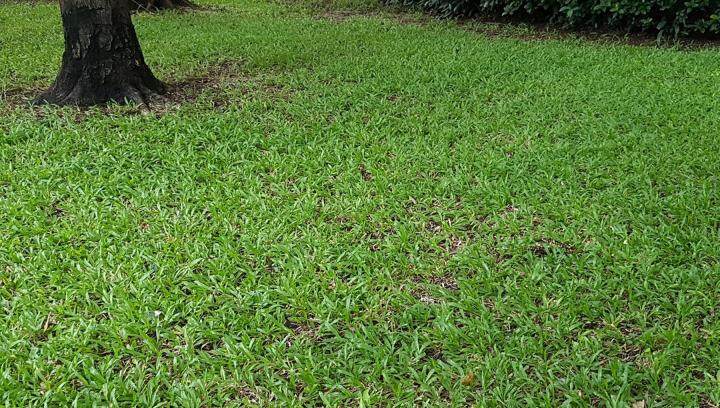 ขายส่ง-100-กรัมหรือ-1-ขีด-เมล็ดหญ้ามาเลเซีย-tropical-carpet-grass-หญ้าปูสนาม-สนามหญ้า-พืชตระกูลหญ้า-เมล็ดพันธ์หญ้า-ปูหญ้า-ปูสนาม-สนามหญ้าและสวน