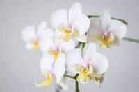 30 เมล็ดพันธุ์ เมล็ดกล้วยไม้ ฟาแลนนอปซิส (Phalaenopsis Orchids) Orchid flower Seed อัตราการงอก 80-85%