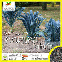 เมล็ดพันธุ์ คะน้าเคล ลาชินาโต 400 เมล็ด Lacinato Kale Seed เมล็ดพันธุ์แท้100% นำเข้าจากต่างประเทศ ปลูกผักสวนครัว ไดโนเคล