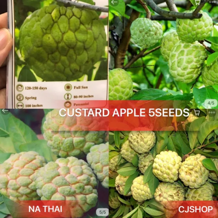 50 Seeds (buy 2 get 1 free) Custard Apple for Sale Easy To Planting In