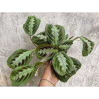 โปรแรง คล้ามารันต้าแบล็ค Maranta leuconeura ‘Black’ กระถาง4”รวมค่าส่ง เก็บเงินปลายทาง