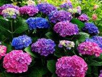 20 เมล็ด เมล็ดไฮเดรนเจีย Hydrangea Seeds เรนโบว์ คละสี ไฮเดรนเยียสายพันธุ์ฝรั่งเศส ของแท้ 100% อัตราเปอร์เซ็นต์งอก 70-80%