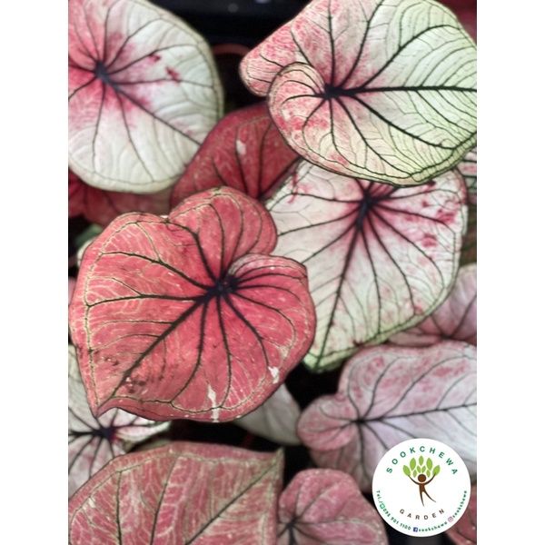 สุดคุ้ม-บอนสีมิ่งมงคล-caladium-กระถาง3-5นิ้ว-รอบนี้กัดสีสวยมากกก-หายากกกก-ของมันต้องมี-ราคาถูก-พรรณ-ไม้-น้ำ-พรรณ-ไม้-ทุก-ชนิด-พรรณ-ไม้-น้ำ-สวยงาม-พรรณ-ไม้-มงคล