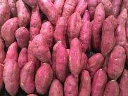 Khoai Lang Hàng Nông Sản 1 KG SẢN PHẨM MẪU KHÔNG BÁN