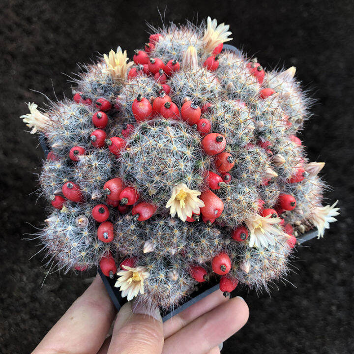 plants-center-พร้อมส่ง-songxia-กระบองเพชรไม้ลำ-แคคตัส-cactus-mammillaria-prohjera-seeding-ไม้ชำหน่อ-7-9cm