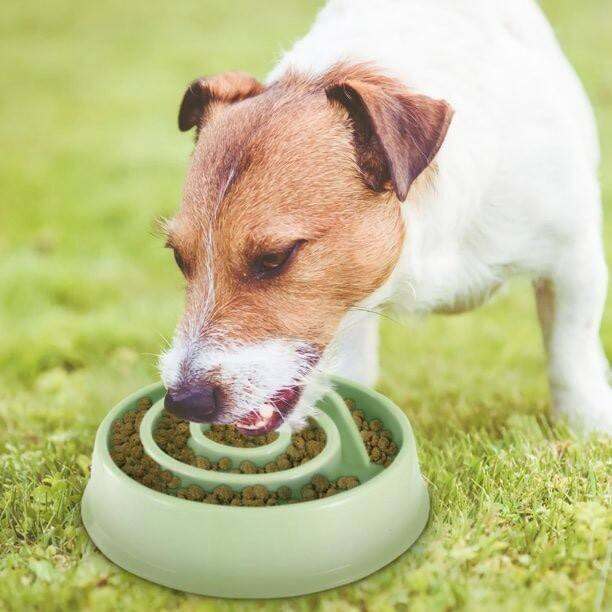 ชามให้อาหารหมา-ชามอาหารสัตว์เลี้ยง-pet-food-bowl-แมว-ชามข้าวแมว-pet-food-bowl-ชามให้อาหาร-ชามให้อาหารแมว-ขนาด-20cm-คละสี