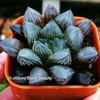 H.obtusa ‘Black Beauty’ A098