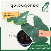 ถุงเงินถุงทอง มาในกระถางพร้อมตั้ง Xanthosoma sagittifolium