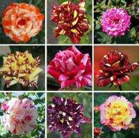 30 เมล็ดพันธุ์ Garden Seed กุหลาบ สตาร์แอนด์สไตร้พส์ Stripes Rose Seeds คละสี ดอกใหญ่ สินค้านำเข้า