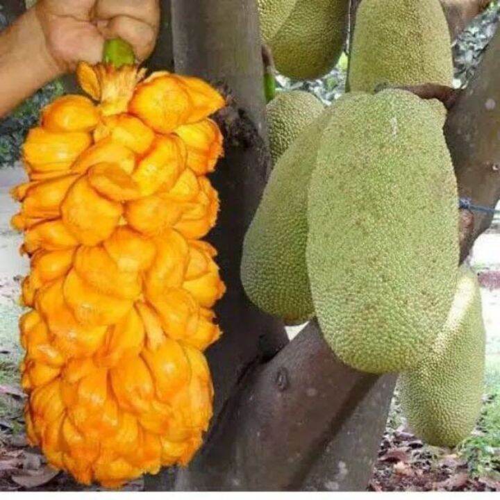 Bibit Cempedak. | Lazada Indonesia