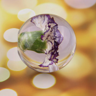 Natural Purple Carnation Crystal Glass Resin Lens Ball Plants Flower Specimen Christmas Love Mom Gift With Box Home Decor Globe