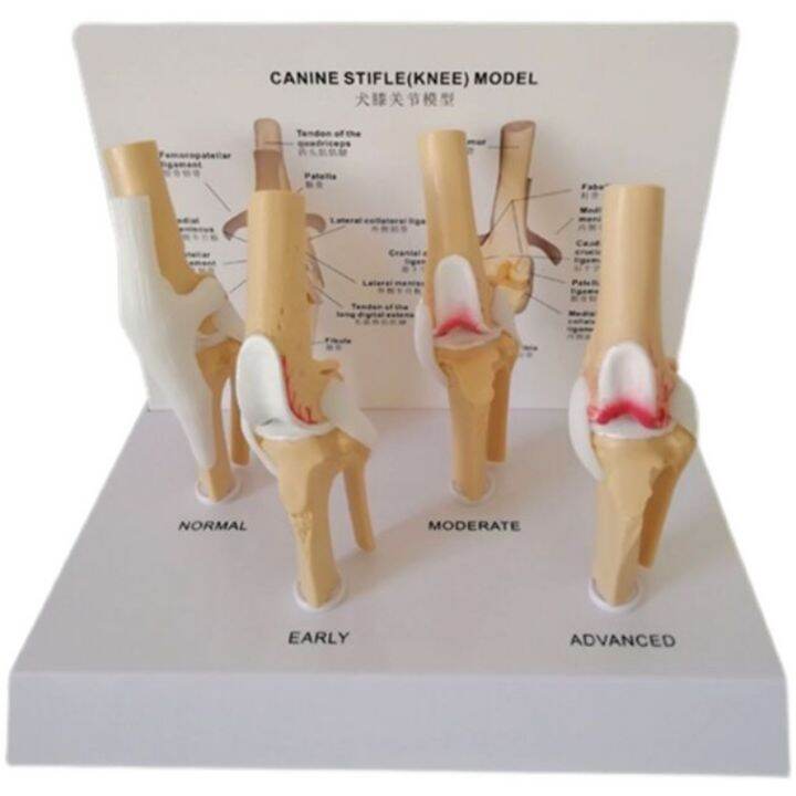 dog-knee-joint-model-simulation-bone-ligament-function-pathological-changes-of-pet-dog-ear-skin-heart-kidney