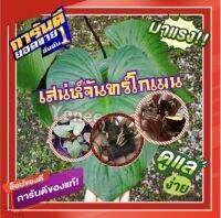 ?สินค้ามาแรง?ข้อตาเสน่ห์จันทร์โกเมน #โปรพิเศษ4หน่อ/แพ็ค# นำไปเพาะเลี้ยงต้นแม่พันธ์ใบโตสวย ไม้มงคลเสริมโชคลาภบารมี จำนวนจำกัด!!!