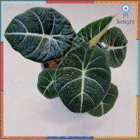 Alocasia Black velvet อะโลคาเซีย แบล็คเวลเว็ต flashsale ลดกระหน่ำ