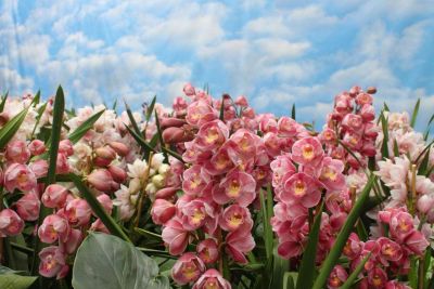 18 เมล็ดพันธุ์ เมล็ดกล้วยไม้ กล้วยไม้ ซิมบิเดียม (Cymbidium Orchids) Orchid flower seeds อัตราการงอกสูง 70-80%