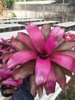 Voodoo All # สับปะรดสี#bromeliad # neo # ต้นไม้สวยงาม# ไม้ประดับ# ตกแต่งสวน# ปลูกตกแต่งบ้านหรือคอนโด# ไม้มงคล# ขายราคาถูก