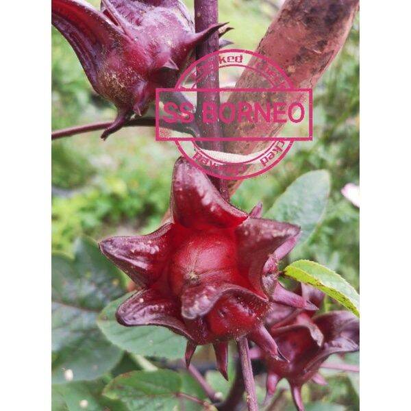 Roselle SEED (BIJI BENIH ROZEL MAROCCO) 50 seeds (not plants) | Lazada