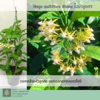 ต้นโฮย่า ลูกศร Hoya multiflora Blume