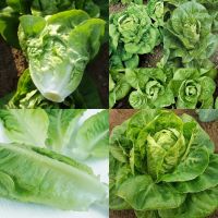 500 เมล็ด ผักสลัดลิตเติ้ลเจ็ม - Little Gem Lettuce