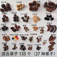 [COD] Wholesale natural fruit acorn pine cone kindergarten environmental creation package shooting props handmade diy 27 kinds 1