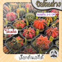 ต้นยิมโนด่าง เลือกต้นได้ LBHBด่าง SET เหลืองอ่อน (gymnocalycium) - กระบองเพชร ราคาถูก?แคคตัส?