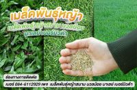 เมล็ดหญ้านวลน้อย 100 กรัม ราคาพิเศษ Manila Grass ยิ่งซื้อยิ่งถูก ลดสูงสุด 60%