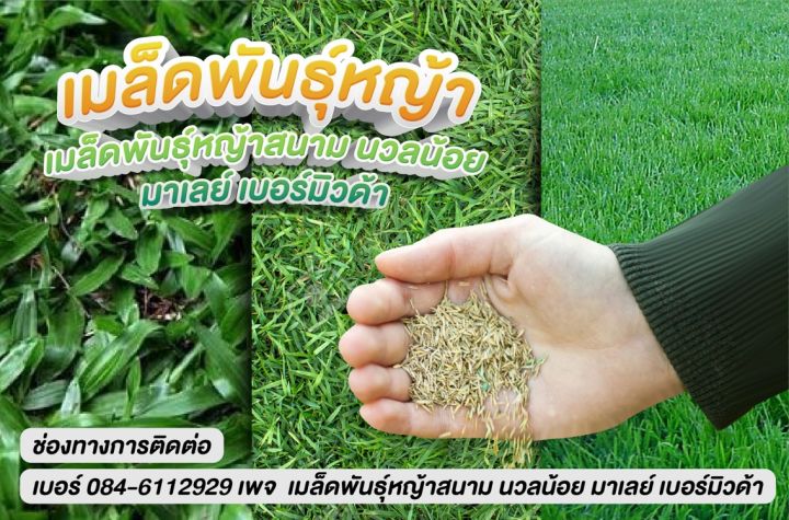 เมล็ดหญ้านวลน้อย-โปร-1-แถม-1-ฟรีเมล็ดดอกดาวเรือง-มูลค่ากว่า500บาท-ฟรี-ส่ง