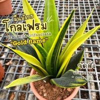 ต้นลิ้นมังกรโกลเฟรม ( Dracaena trifasciata "Gold flame" ) หายาก ใหญ่มาก! กระถาง 8 นิ้ว ต้นไม้มงคล ต้นไม้ฟอกอากาศ