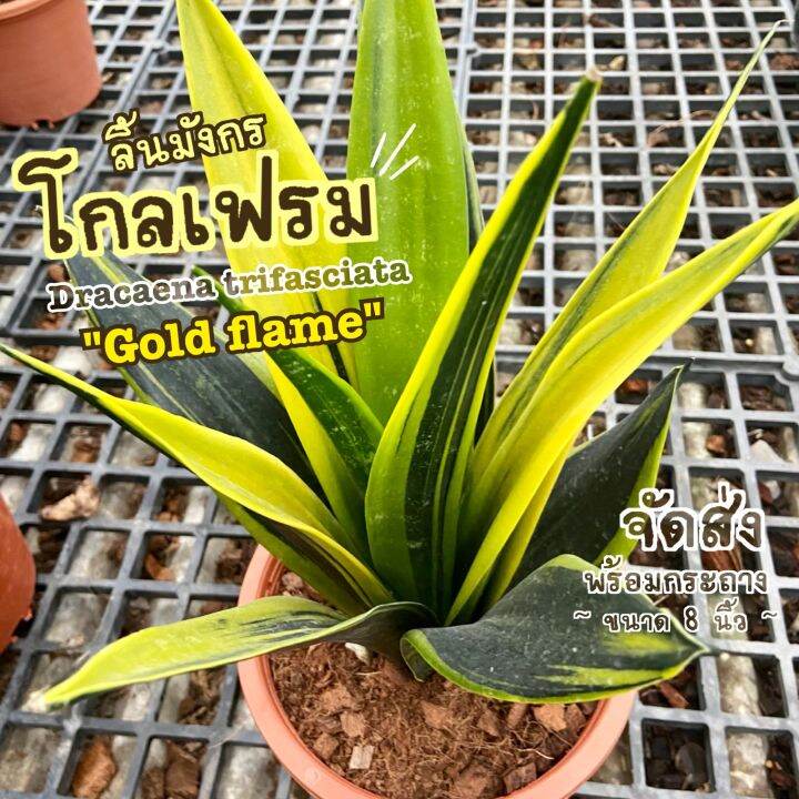 ส่งไว-ต้นลิ้นมังกรโกลเฟรม-dracaena-trifasciata-gold-flame-หายาก-ใหญ่มาก-กระถาง-8-นิ้ว-ต้นไม้มงคล-ต้นไม้ฟอกอากาศ-ต้นไม้ส่งทั้งกระถาง