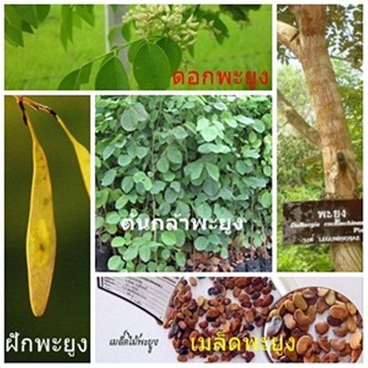 ขายส่ง-100-กรัมหรือ-1-ขีด-เมล็ดพะยูงไทย-siamese-rosewood-ราชาแห่งไม้-ไม้เนื้อแข็ง-ไม้เศรษฐกิจ-ไม้มงคล-พันธุ์ไม้พระราชทาน