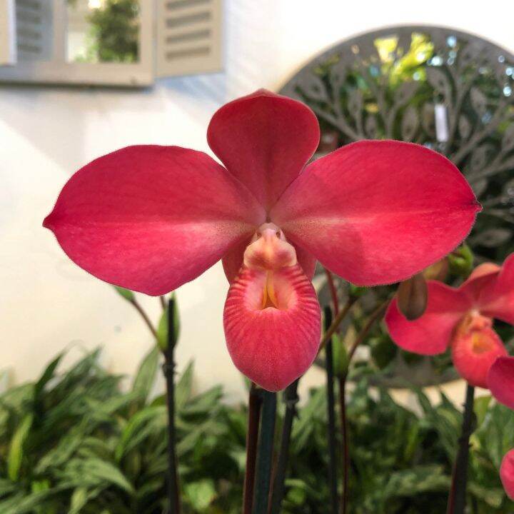 18-เมล็ดพันธุ์-เมล็ดกล้วยไม้-กล้วยไม้-กล้วยไม้เอื้อง-phragmipedium-orchids-orchid-flower-seeds-อัตราการงอกสูง-70-80