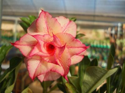 10 เมล็ด เมล็ดพันธุ์ Garden ชวนชม สายพันธุ์ Taiwan ดอกสีส้ม โอรส Adenium seed กุหลาบทะเลทราย Desert Rose ราชินีบอนไซ เมล็ดปลูก ตกแต่งสวน อัตรางอก 80-90%