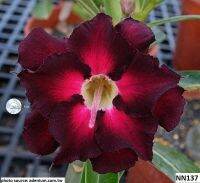 12 เมล็ด เมล็ดพันธุ์ ชวนชม Desert Rose สายพันธุ์ไต้หวัน ดอกสีแดง Adenium Seed  กุหลาบทะเลทราย Desert Rose ราชินีบอนไซ  อัตราการงอก 80-90% มีคู่มือปลูก