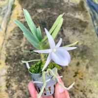 Angraecum กล้วยไม้ มาดากัสก้า ดอกหอมกลางคืน หายาก