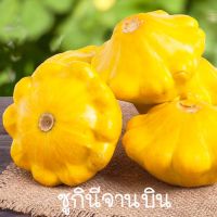 ซูกินี จานบิน สีเหลือง?ถูกที่สุด10บ. ?เมล็ดพันธุ์ซูกินีจานบิน 3 เมล็ด?งอกง่าย?โตไว☘️ลูกดก☘️ทานอร่อย