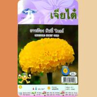 ดาวเรือง ฮั่นนี่ โกลด์ Marigold honey gold เจียไต๋