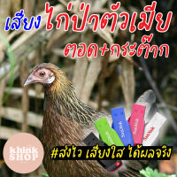 เสียงต่อไก่ป่าตัวเมีย ตอดสลับกระต๊าก ยั่วๆ เรียกไก่ตัวผู้ เมมเสียงไก่ป่าตัวเมีย ตอดสลับกระต๊าก ยั่วๆ เรียกไก่ตัวผู้