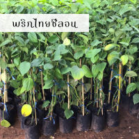 ต้นพริกไทย พริกไทยซีลอน 70 บาท ความสูง 40-50 เซนติเมตร