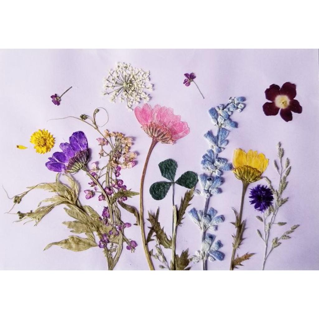 chiwanji 24Pcs Dried Larkspur Flowers Real Dried Pressed Flowers for Bookmark Making 