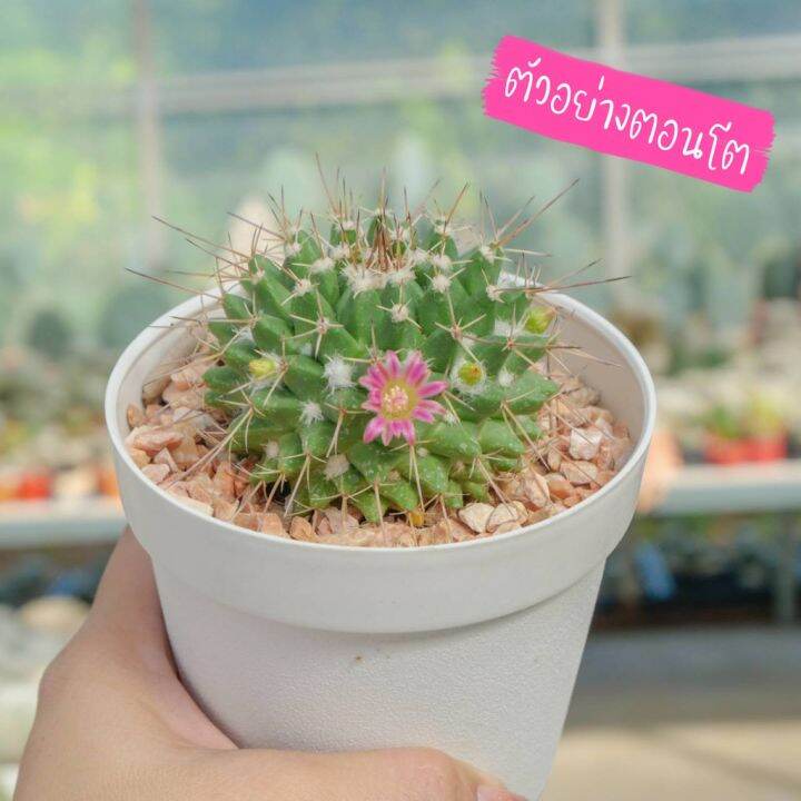 hot-mammillaria-compressa-แมมคอมเพรสซ่า-แคคตัส-เพชร-ส่งด่วน-พรรณ-ไม้-น้ำ-พรรณ-ไม้-ทุก-ชนิด-พรรณ-ไม้-น้ำ-สวยงาม-พรรณ-ไม้-มงคล