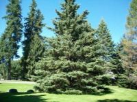 เมล็ดพันธุ์ Garden Seeds Picea glauca white spruce 10 เมล็ด เมล็ดพันธุ์ Garden Seedsนำเข้าจาก อังกฤษ