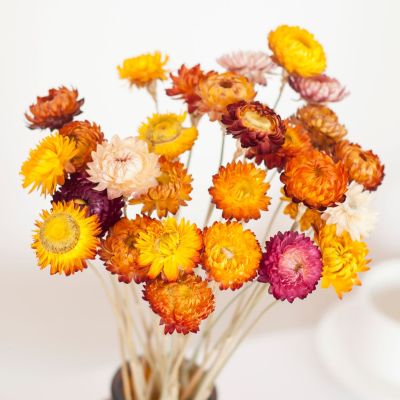 [AYIQ Flower Shop] ช่อดอกไม้แห้งดอกเดซี่ดอกเบญจมาศธรรมชาติ100แห้งสำหรับงานแต่งงานวันเกิดบ้านห้องตกแต่งวันหยุดแบบชนบท