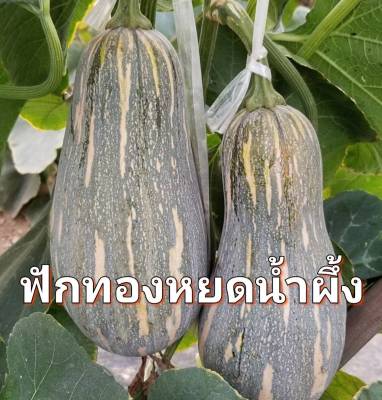 ฟักทอง ฟักทองหยดน้ำผึ้ง เมล็ดพันธุ์ฟักทองฮันนี่ ฟักทอง บรรจุ 5 เมล็ด 10 บาท Pumpkin seeds