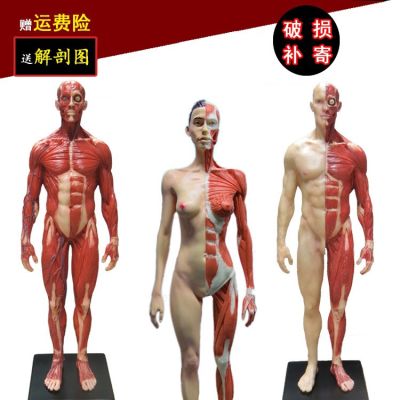 30 cm bust CG medical painting reference art human body muscle head bone anatomical model art new neutral